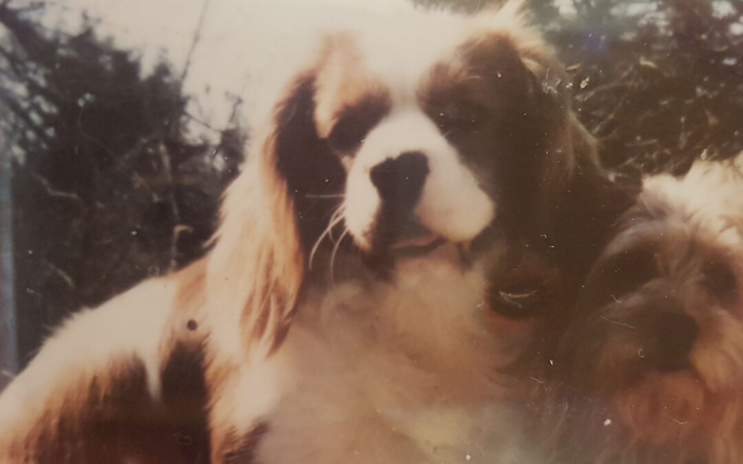 Dieser Hund konnte gerettet werden