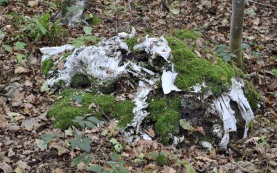 Wasser – Boden – Luft – Nahrung -Plastik ohne Grenzen
