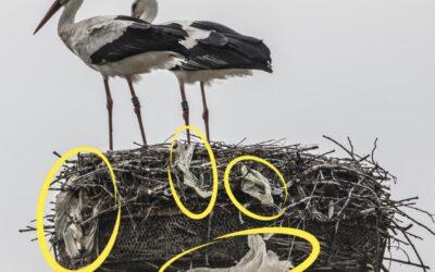 Ein großes Stück Plastik- Ins Nest damit!?