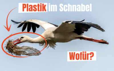 Plastik im Schnabel – wofür?