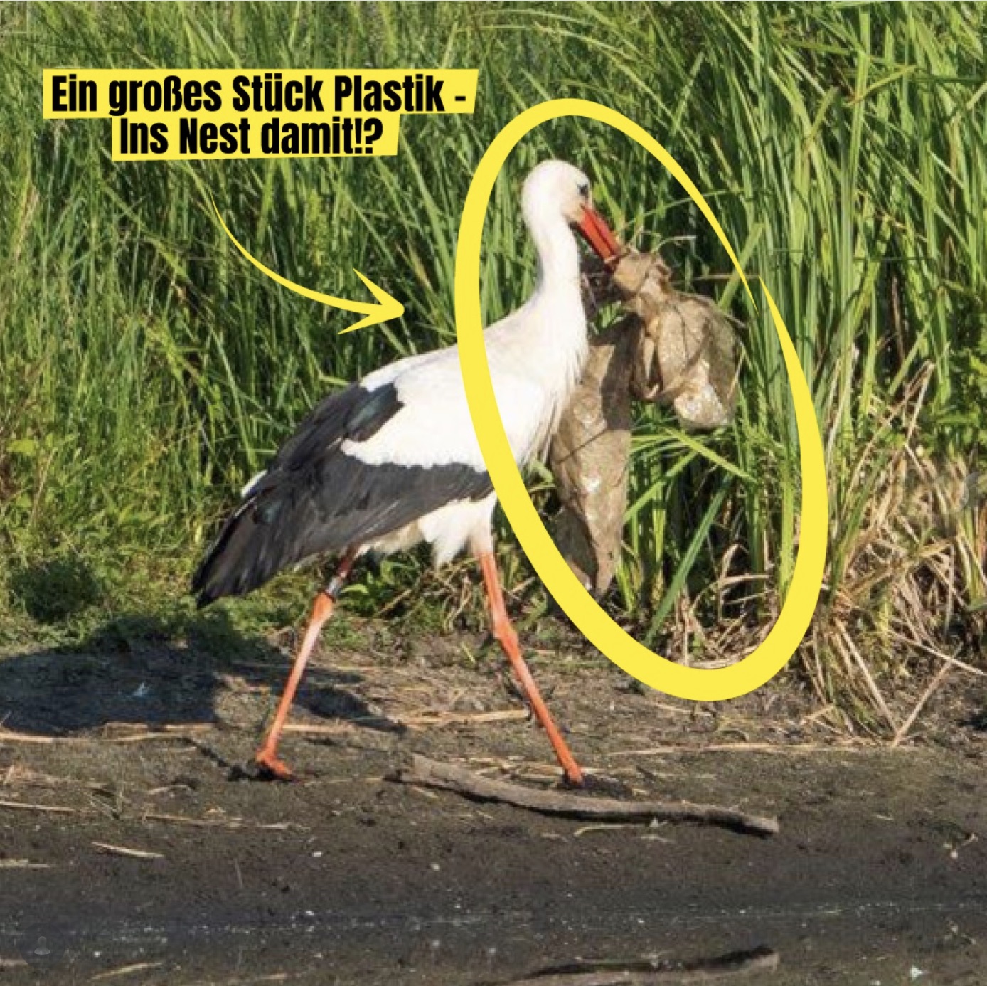 Storch mit Plastiktüte Clörather Mühle. Foto: H.Stelbrink