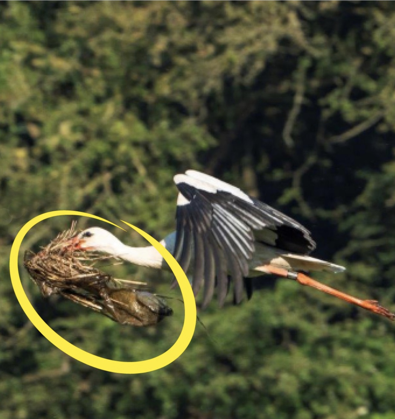 Storch mit Plastiktüte Clörather ühle. Foto: H.Stelbrink